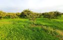 SEFERİHİSAR ULAMIŞ OVA TARAFINDA 18.740 m2 MANDALİN BAHÇESİ