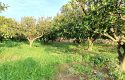 SEFERİHİSAR ULAMIŞ OVA TARAFINDA 18.740 m2 MANDALİN BAHÇESİ