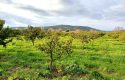 SEFERİHİSAR ULAMIŞ OVA TARAFINDA 18.740 m2 MANDALİN BAHÇESİ