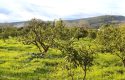 SEFERİHİSAR ULAMIŞ OVA TARAFINDA 18.740 m2 MANDALİN BAHÇESİ