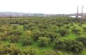 SEFERİHİSAR ULAMIŞ OVA TARAFINDA 18.740 m2 MANDALİN BAHÇESİ