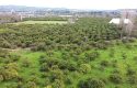 SEFERİHİSAR ULAMIŞ OVA TARAFINDA 18.740 m2 MANDALİN BAHÇESİ