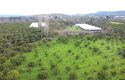 SEFERİHİSAR ULAMIŞ OVA TARAFINDA 18.740 m2 MANDALİN BAHÇESİ
