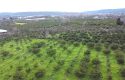 SEFERİHİSAR ULAMIŞ OVA TARAFINDA 18.740 m2 MANDALİN BAHÇESİ