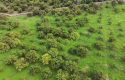 SEFERİHİSAR ULAMIŞ OVA TARAFINDA 18.740 m2 MANDALİN BAHÇESİ