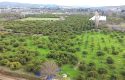 SEFERİHİSAR ULAMIŞ OVA TARAFINDA 18.740 m2 MANDALİN BAHÇESİ