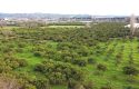 SEFERİHİSAR ULAMIŞ OVA TARAFINDA 18.740 m2 MANDALİN BAHÇESİ