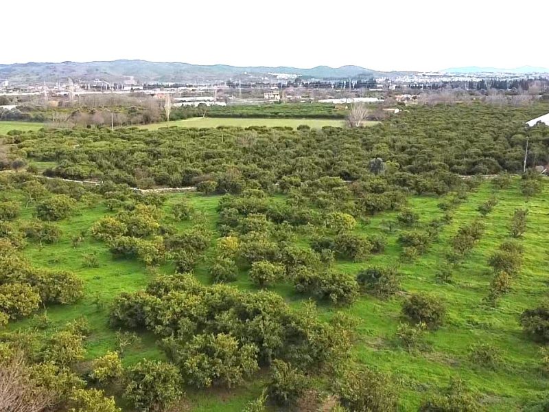 SEFERİHİSAR ULAMIŞ OVA TARAFINDA 18.740 m2 MANDALİN BAHÇESİ