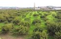 SEFERİHİSAR ULAMIŞ OVA TARAFINDA 18.740 m2 MANDALİN BAHÇESİ