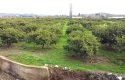 SEFERİHİSAR ULAMIŞ OVA TARAFINDA 18.740 m2 MANDALİN BAHÇESİ