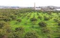 SEFERİHİSAR ULAMIŞ OVA TARAFINDA 18.740 m2 MANDALİN BAHÇESİ