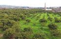 SEFERİHİSAR ULAMIŞ OVA TARAFINDA 18.740 m2 MANDALİN BAHÇESİ