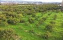 SEFERİHİSAR ULAMIŞ OVA TARAFINDA 18.740 m2 MANDALİN BAHÇESİ