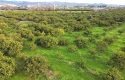 SEFERİHİSAR ULAMIŞ OVA TARAFINDA 18.740 m2 MANDALİN BAHÇESİ