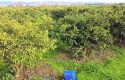 SEFERİHİSAR ULAMIŞ OVA TARAFINDA 18.740 m2 MANDALİN BAHÇESİ