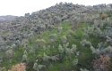 SEFERİHİSAR ULAMIŞTA BARAJ MANZ. KADASTROL YOL CEPHELİ ZEYTİNLİK