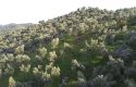 SEFERİHİSAR ULAMIŞTA BARAJ MANZ. KADASTROL YOL CEPHELİ ZEYTİNLİK