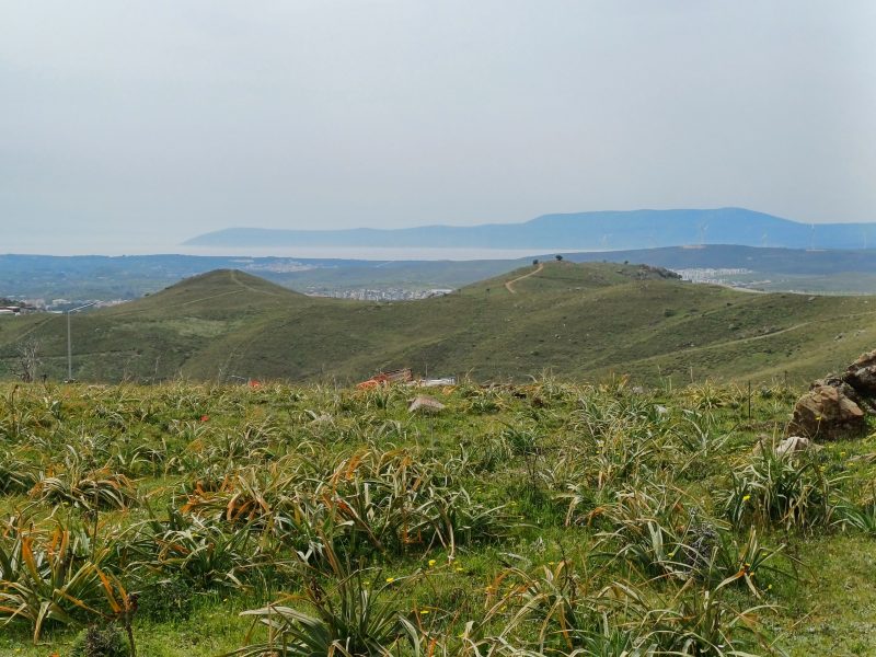 seferihisar turabiye zeytinlik