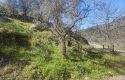 ULAMIŞTA KADASTROL YOL CEPHELİ DOĞA MANZARALI 5.500 m2 ZEYTİNLİK