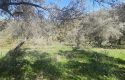 ULAMIŞTA KADASTROL YOL CEPHELİ DOĞA MANZARALI 5.500 m2 ZEYTİNLİK