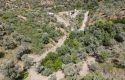 ULAMIŞTA KADASTROL YOL CEPHELİ DOĞA MANZARALI 5.500 m2 ZEYTİNLİK