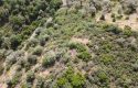 ULAMIŞTA KADASTROL YOL CEPHELİ DOĞA MANZARALI 5.500 m2 ZEYTİNLİK