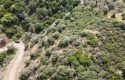 ULAMIŞTA KADASTROL YOL CEPHELİ DOĞA MANZARALI 5.500 m2 ZEYTİNLİK