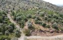 ULAMIŞTA KADASTROL YOL CEPHELİ DOĞA MANZARALI 5.500 m2 ZEYTİNLİK