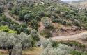ULAMIŞTA KADASTROL YOL CEPHELİ DOĞA MANZARALI 5.500 m2 ZEYTİNLİK