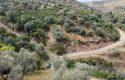 ULAMIŞTA KADASTROL YOL CEPHELİ DOĞA MANZARALI 5.500 m2 ZEYTİNLİK