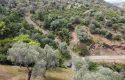 ULAMIŞTA KADASTROL YOL CEPHELİ DOĞA MANZARALI 5.500 m2 ZEYTİNLİK