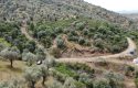 ULAMIŞTA KADASTROL YOL CEPHELİ DOĞA MANZARALI 5.500 m2 ZEYTİNLİK