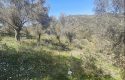 ULAMIŞTA KADASTROL YOL CEPHELİ DOĞA MANZARALI 5.500 m2 ZEYTİNLİK