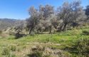 ULAMIŞTA KADASTROL YOL CEPHELİ DOĞA MANZARALI 5.500 m2 ZEYTİNLİK