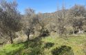 ULAMIŞTA KADASTROL YOL CEPHELİ DOĞA MANZARALI 5.500 m2 ZEYTİNLİK
